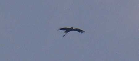 Shoebill, flying